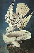 John James Audubon White Gerfalcons Spain oil painting reproduction